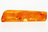 Fossil Fungus Beetle (Corticariinae) and True Midge in Baltic Amber #381260-1